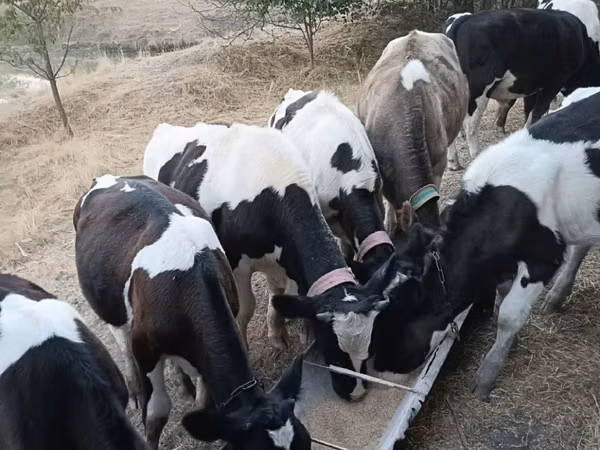 Býk, Russian Black pied cattle