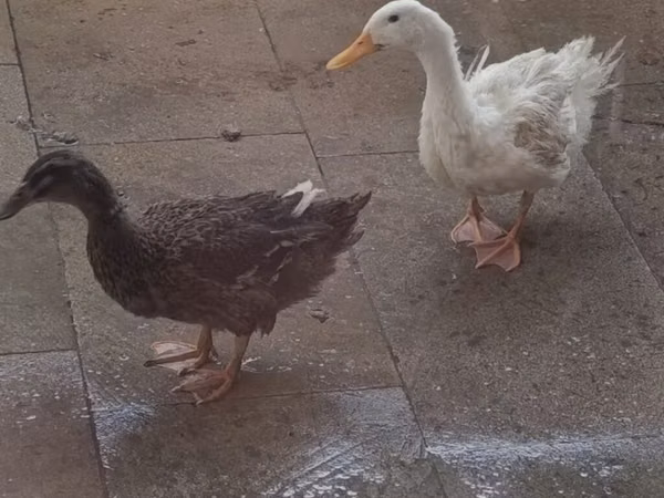 Ducks — Ozarbayjon