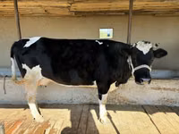 İnek, Russian Black pied cattle — foto 7