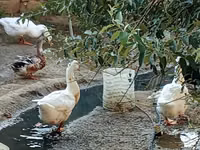 Geese — 3-сурет