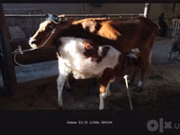 பசு, Simmental cattle — புகைப்படம் 4