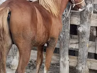 Cavalo, Vladimir heavy draft — foto 6