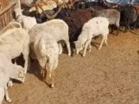 Ovce, Racka sheep — foto 3