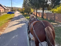 Yegua, Caballos — foto 6