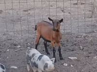 Keçi, Alpine goat — foto 1