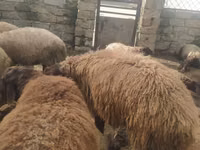 公羊, Sheep — 照片 1