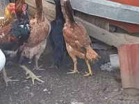 Chickens — Foto 3