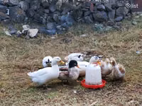 Ducks — foto 3