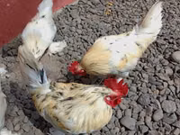 Chickens — foto 8