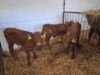 ხარი, Russian Black pied cattle — ფოტო 5