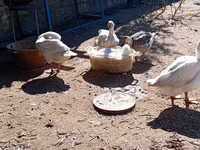 Geese — الصورة 1