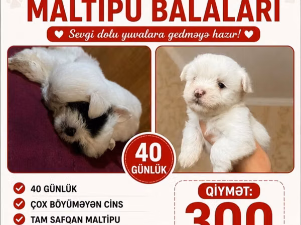 Satılır: Tam safqan Maltipu balaları Xüsusiyyətlər: - 40 günlük - Çox
