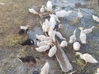 Ducks — ფოტო 3
