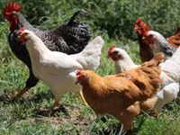 Chickens — 写真 4