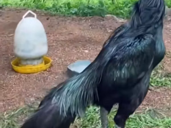 Chickens — Ozarbayjon