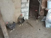 Chickens — foto 8