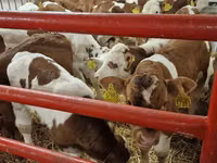 Býk, Simmental cattle — foto 3