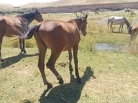 Cavalo, Kazakh horse — foto 1