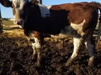 பசு, Simmental cattle — புகைப்படம் 1