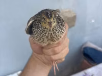 Quails — foto 2
