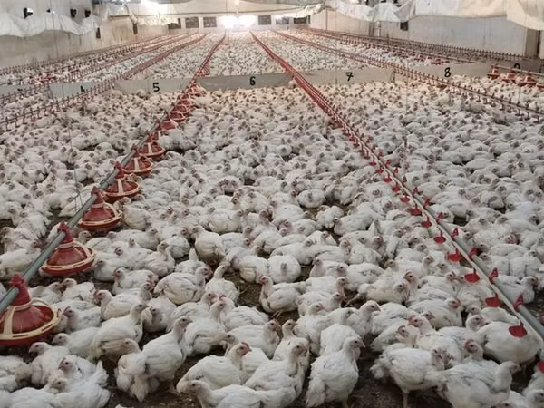 Chickens — Azerbaïdjan