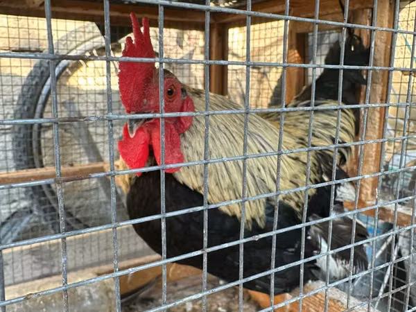 Chickens