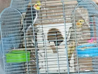 HAZİR BALA VEREN CUTLERDİ - Növ: Nimfa (Cockatiel) cütü – biri boz/aq — الصورة 1