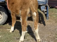 ثور, Simmental cattle — الصورة 7