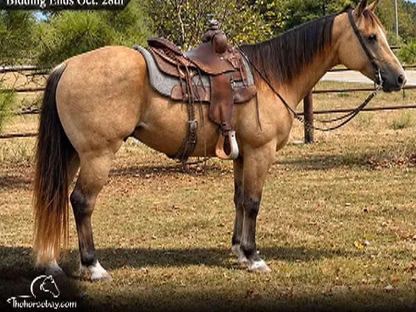 At, Quarter Horse