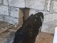 Chickens — 写真 7