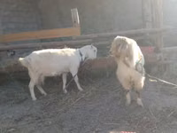 母山羊, Alpine goat — 照片 3