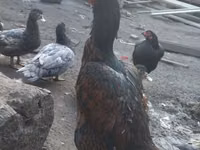 Chickens — الصورة 2