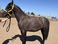 Toychoq, Friesian — 5-rasm