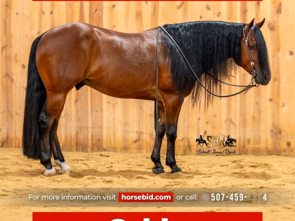Horse (M), Quarter Horse