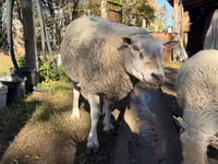 公羊, Texel sheep — 照片 3