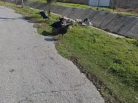 Turkeys — 写真 1