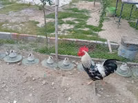 Chickens — Foto 2
