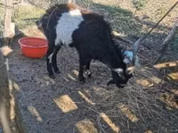 Oğlak, Pomellata goat — foto 2
