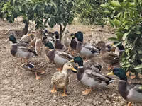 Ducks — zdjęcie 4