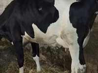 Kuh, Russian Black pied cattle — Foto 1
