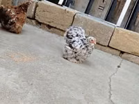 Chickens — zdjęcie 6