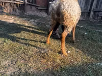 Ovelha, Arashan sheep — foto 4