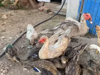 Ducks — foto 1