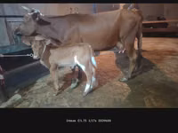 பசு, மாடுகள் — புகைப்படம் 4