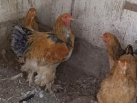Brahma — foto 8