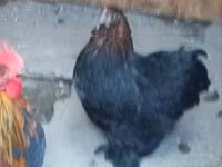 Chickens — फ़ोटो 1