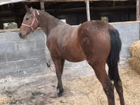 Kısrak, Thoroughbred horse — foto 2