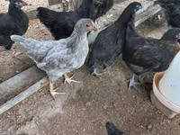 Australorp — foto 4