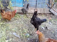 Chickens — photo 2