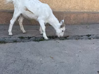 Cabra, Nubian Goat — foto 1